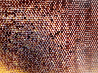 Siitepölykakku pergan tuottamista varten