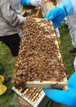 Hyvin kakullapysyviä mehiläisiä